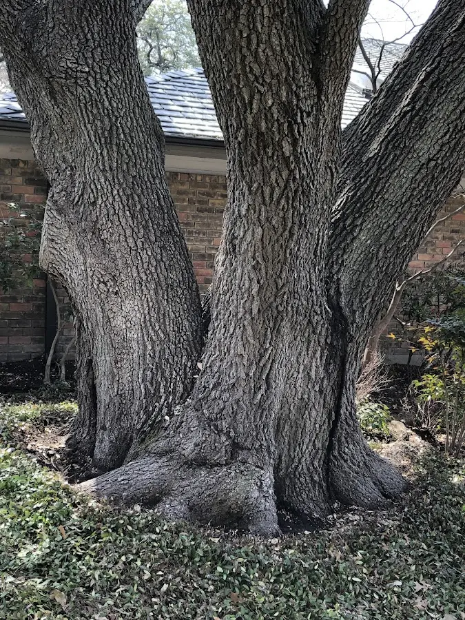Mature heritage tree close to a Cloverport property cared for by certified arborists